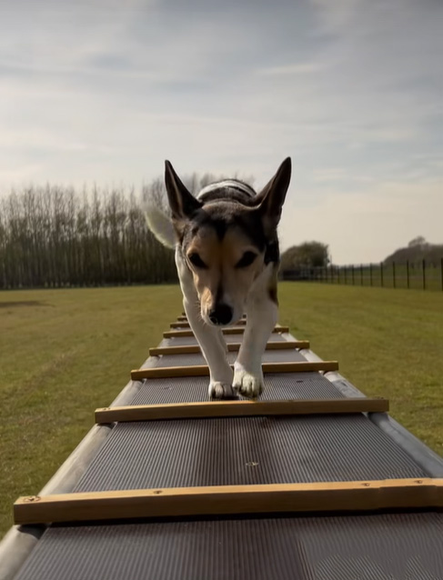 Secure Dog Park